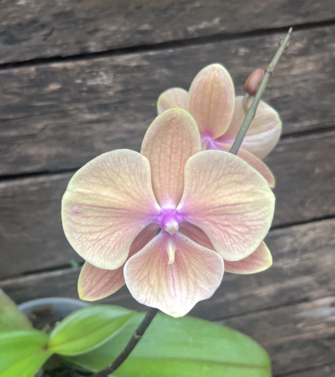 Big lips laranja suave