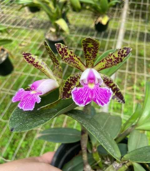 cattleya Peckhaviensis adulta
