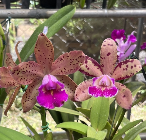 Cattleya Pão de Açúcar X interglossa
