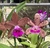 Cattleya Pão de Açúcar X interglossa