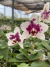 mini phalaenopsis branca pintada roxa