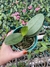 phalaenopsis Doritaenopsis Lius Tripince na internet