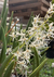 Dendrobium wassellii adulto