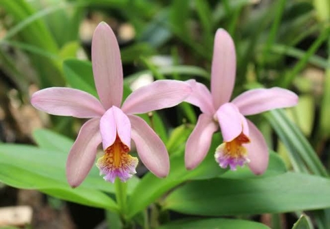 Cattleya Forbesii rosa - comprar online