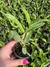 Cattleya loddigesii tipo “Charley” Seedling tamanho 3 - Orquidário Frutal 