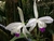 Laelia Perrini Semi Alba