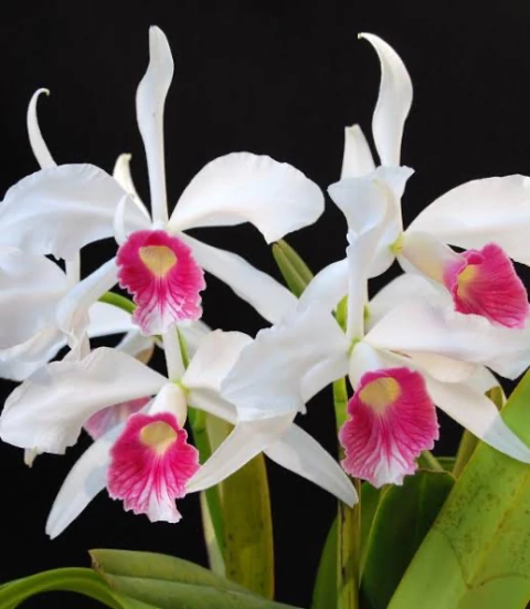 Laelia Purpurata Carnea Cereja - comprar online