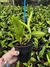cattleya guttata amesiana - comprar online