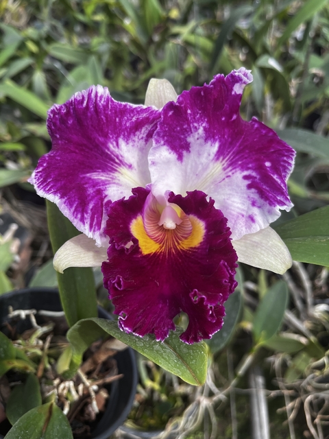 cattleya moscombe sugar x lc sheila compton adulta rara