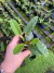 kit 2 walkerianas e 1 nobilior Tamanho 3 - Orquidário Frutal 