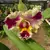 Blc Aqua Splash adulta