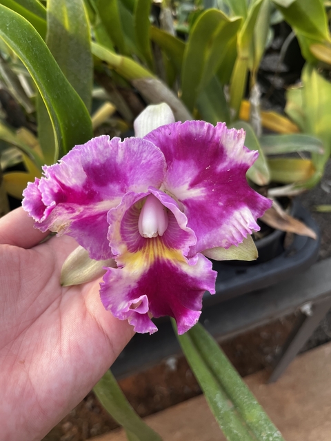 CATTLEYA ROBERT STRAIT X MARY SONG ADULTA
