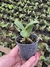 Imagem do C. nobilior var semi alba Chiba × Gurupi