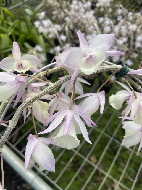dendrobium Aphyllum/ Pierardii adulta