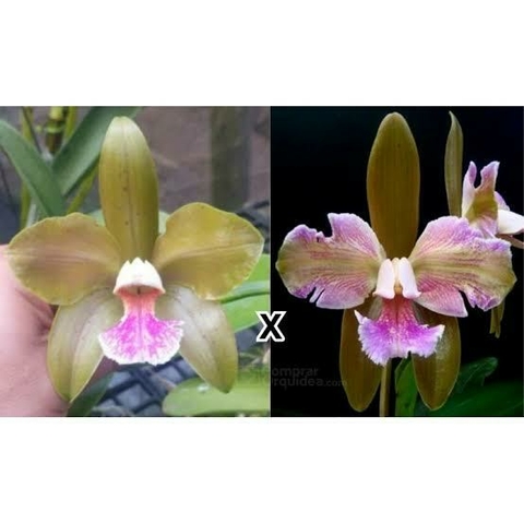 Cattleya Granulosa (Jordão X Trilabelo)