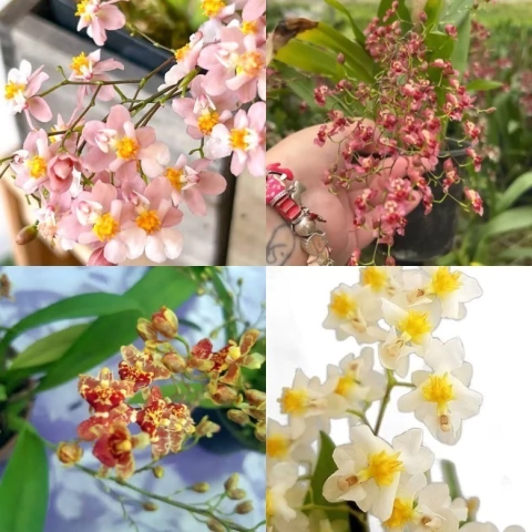 Oncidium Twinkle Adulto - comprar online