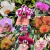 Kit 5 Phalaenopsis adultas + adubo de brinde