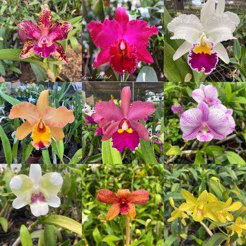 kit de orquídeas mix 5 cattleyas + 5 denphal + adubo