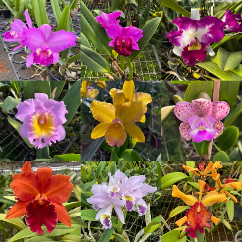 KIT 10 ORQUÍDEAS CATTLEYAS CORES VARIADAS + ADUBO DE BRINDE - comprar online