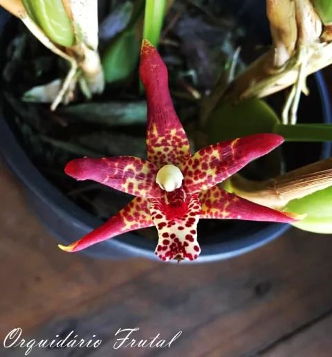Maxillaria Tenuifolia adulta