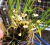 ornithophora radicans Adulta