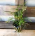 ornithophora radicans Adulta - comprar online