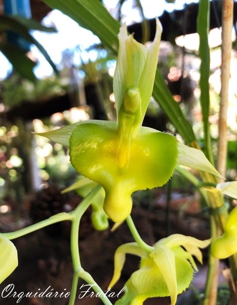 catasetum spitzii