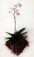 Cachepô individual madeira roxinho - comprar online