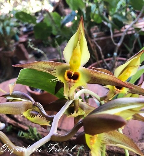 Catasetum osculatum vermelho adulto