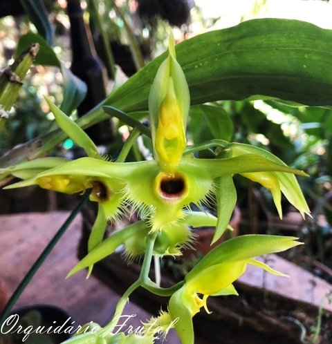 Catasetum osculatum verde adulto