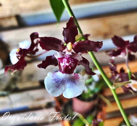 Oncidium Sharry Baby Adulto