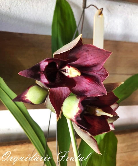 catasetum susan fuchs vermelho