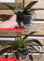 muda de phalaenopsis muda gigante cores sortidas - Orquidário Frutal 