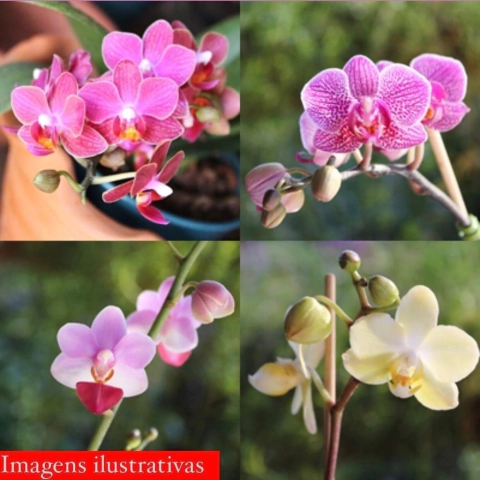 Mini phalaenopsis adulta cores sortidas