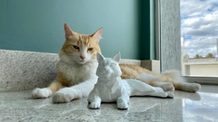 Gatinho I Deitado I Mod. 06 - GRIFTA