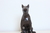 Bull Terrier I Geométrico - comprar online