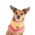 Bandana reversible CROMA Fucia-Naranja - Hund.Ar