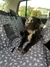 Funda para auto -Skull- - Hund.ar