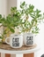 COMBO COUPLE • Taza CAT MOM + Taza CAT DAD •