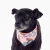 Bandana Chita - Hund.Ar