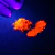 Pigmento Perolado Fluorescentes - 5 gramas - Blaze Orange - Laranja Fluorescente - Nº 32