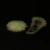 Pigmento Perolado Fluorescentes - 5 gramas - Lumina Fosforescente - Branco Cristal - Micra 16 - Nº 33