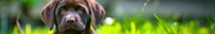 Banner de la categoría PERROS