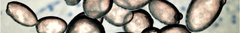 Banner de la categoría Levaduras