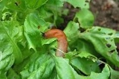 Lesmicida Orgânico Sluggo - Neudorff - Uso Profissional Kilo - Agropaulista Garden