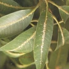 Imagem do Inseticida Dimy Pronto Uso 500 Ml Inseticidas de Uso Doméstico