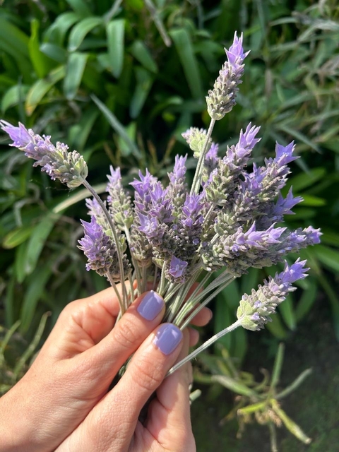 Ramo flores de lavanda secas naturalmente - comprar online