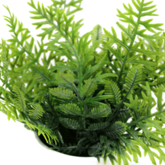 BONSAI PLANTA 10X18CM - comprar online