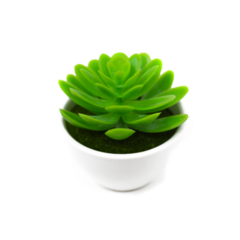 BONSAI SUCULENTA 7X7CM - comprar online