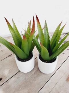 Maceta Suculenta Ø 10 X H27 cm - comprar online